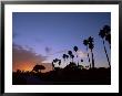 Palm Trees In Silhouette In Park On Bluff Overlooking The Pacific Ocean, Santa Barbara, California by Aaron Mccoy Limited Edition Print