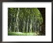 Bamboo Forest, Hokokuji Temple Garden, Kamakura, Kanagawa Prefecture, Japan by Christian Kober Limited Edition Print