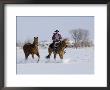 Cowboy Riding Red Dun Quarter Horse Gelding Through Snow, Bethoud, Colorado, Usa by Carol Walker Limited Edition Print