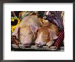 Domestic Piglets Sleeping, Usa by Lynn M. Stone Limited Edition Print