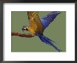 Blue And Yellow Macaw, Landing On A Perch by Jane Burton Limited Edition Print