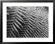 Fern Fronds Create Patterns by Sisse Brimberg Limited Edition Print