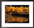 Autumn Colours Of Drumheller Valley In Alberta, Drumheller Valley, Canada by Mark Newman Limited Edition Print