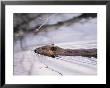 Beaver Swimming In The Sheenjek River by George F. Mobley Limited Edition Print