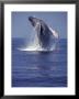 Humpback Whale Breaching by Michele Westmorland Limited Edition Print