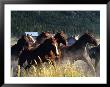 Horses Charge Thru Pasture In Marion, Montana, Usa by Chuck Haney Limited Edition Print