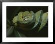 A Captive Green Tree Python Resting On A Tree Branch by Taylor S. Kennedy Limited Edition Pricing Art Print
