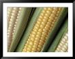 Ears Of Corn by Fogstock Llc Limited Edition Print