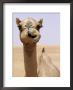 Cheeky Dubai Camel In Desert, Dubai, United Arab Emirates by Holger Leue Limited Edition Print