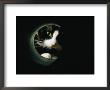Close View Of A Cat Looking Through A Tunnel by Brian Gordon Green Limited Edition Print