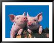 Two Pigs In A Bushel by Lynn M. Stone Limited Edition Print
