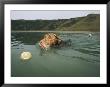 A Labrador Retriever Swims After A Tennis Ball With Another Retriever Following Behind by Roy Toft Limited Edition Pricing Art Print