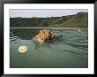 A Labrador Retriever Swims After A Tennis Ball With Another Retriever Following Behind by Roy Toft Limited Edition Print