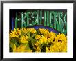 Sunflowers At Ferry Building Farmer's Market, San Fransisco, California, Usa by Inger Hogstrom Limited Edition Print