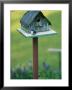 A Tree Swallow Sits On The Front Porch Of Its House by Taylor S. Kennedy Limited Edition Print