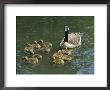 A Mother Canada Goose Watches Over Ten Fuzzy Babies As They Swim by Stephen St. John Limited Edition Pricing Art Print