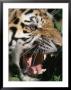 Very Close View Of A Snarling Tiger by Dr. Maurice G. Hornocker Limited Edition Print