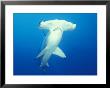 Scalloped Hammerhead Shark by Michele Westmorland Limited Edition Print