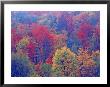 Hardwood Forest In Autumn, Michigan, Usa by Chuck Haney Limited Edition Print