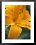 Hemerocallis Stella De Oro (Day Lily) by Hemant Jariwala Limited Edition Print