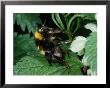 White-Tailed Bumblebee, Adult Worker Feeding Showing Long Tongue, Cambridgeshire, Uk by Keith Porter Limited Edition Print