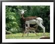 Dama Gazelle, Baby Nursing, Zoo Animal by Stan Osolinski Limited Edition Pricing Art Print