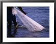 Pulling In The Nets At Hukilau At The Paradise Cove Luau On The Waianae Coast, Oahu, Hawaii, Usa by Lawrence Worcester Limited Edition Print