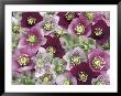 Heleborus Flower Pattern, Sammamish, Washington, Usa by Darrell Gulin Limited Edition Print