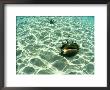 Seashell, Fiji Islands by Scott Winer Limited Edition Print