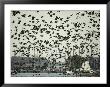 Hundreds Of Geese Take Flight Near Oxford by Lowell Georgia Limited Edition Print