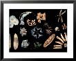 Collection Of Wind Dispersed Seeds, Barro Colorado Island, Panama by Christian Ziegler Limited Edition Print