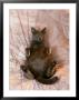 Fat Pregnant Grey Cat Relaxing On Bed by Alan And Sandy Carey Limited Edition Print