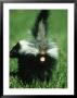 Striped Skunk, Mephitis Mephitis Baby In Spraying Position Montana by Brian Kenney Limited Edition Print