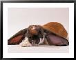 Comical Long Eared Rabbit by John Dominis Limited Edition Pricing Art Print