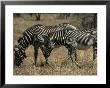 Grevy's Zebra (Equus Grevyi), Samburu National Park by Ralph Reinhold Limited Edition Print