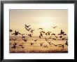 Greater White-Fronted Goose, Arctic National Wildlife Refuge, Brooks Range, Alaska, Usa by Steve Kazlowski Limited Edition Print