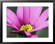 Osteospermum Blackthornes Seedling March Perennial (African Daisy) by Lynn Keddie Limited Edition Print