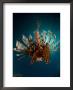 Lionfish, From Behind, New Caledonia by Tobias Bernhard Limited Edition Pricing Art Print