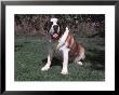 Smooth Coated Saint Bernard Sitting On Grass by Ralph Reinhold Limited Edition Pricing Art Print