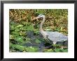 Great Blue Heron, Everglades National Park, Fl by Mark Gibson Limited Edition Print