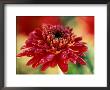Chrysanthemum Rumpelstilzchen by Lynn Keddie Limited Edition Pricing Art Print