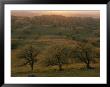 Rolling Foothills Of The Sierra Nevada Spotted With Oak Trees Near Bakersfield, California by Phil Schermeister Limited Edition Print