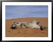 A Young Mountain Lion Rolls In Desert Sand by Norbert Rosing Limited Edition Print