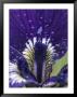 Close View Of The Dew-Drenched Petals Of An Iris by Tom Murphy Limited Edition Print