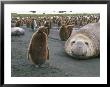 A Group Of King Penguins And Their Chicks With Resting Elephant Seals by Gordon Wiltsie Limited Edition Print