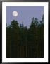 A Huge Moon Rises Over An Evergreen Forest by Mattias Klum Limited Edition Pricing Art Print