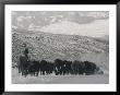 A Shot Of Ranchers Pushing Cattle In December by Bobby Model Limited Edition Print