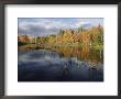 Autumn Foliage Reflected In A Pond Near Ossipee by Phil Schermeister Limited Edition Print