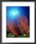 Reef Scene With Red Whip Coral, Fiji by David B. Fleetham Limited Edition Print