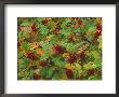 Rowan (Mountain Ash), Sorbus Aucuparia by Mark Hamblin Limited Edition Pricing Art Print